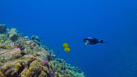 Underwater shot over the edge of coral reef near Port Sudan