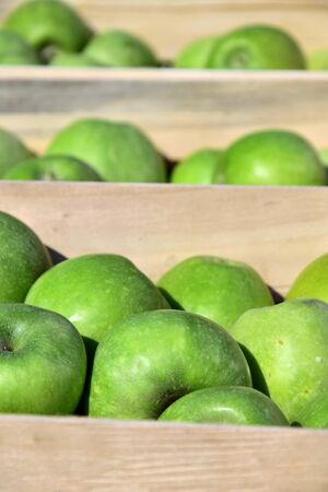 Apples in boxesの写真素材