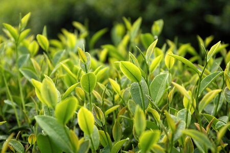 tea leaves in the morning, the norht of Thailandの写真素材