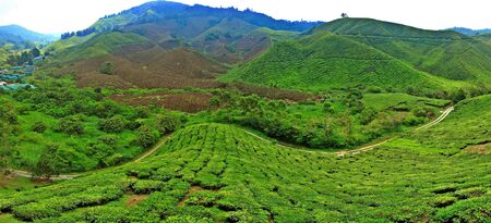 tea plantation at cameron highlandの写真素材