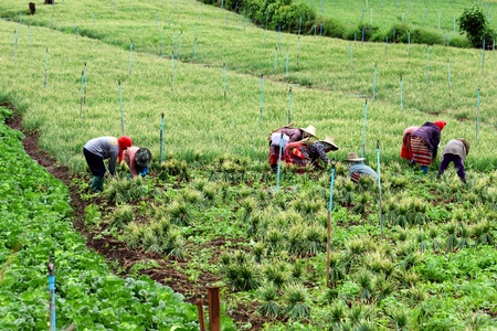 red onion havesting in the north of Thailandの写真素材
