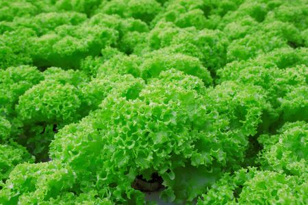 hypogenic lettuceの写真素材