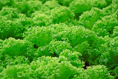 hipogenic lettuceの写真素材