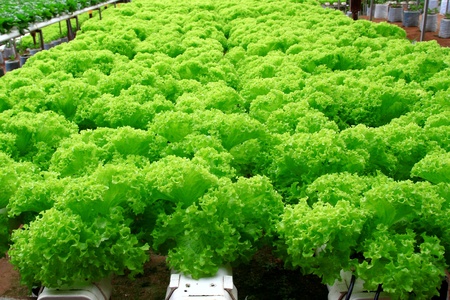 hypogenic lettuce farmの写真素材