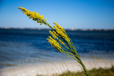 Closeup of Dune Grass with beach and surf in backgroundの写真素材