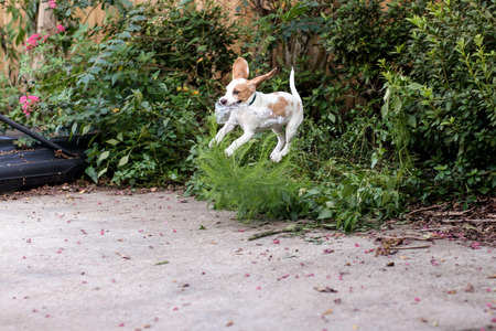 Young lemon beagle retrieving water bottle from overgrown garden on patioの写真素材