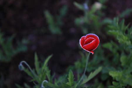 Close up of Poppy Flower blooming on field.