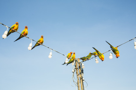 Parrot on the electric wire, Parrot on the line, Sun conure on light rail.の写真素材