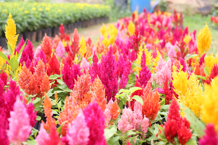 Celosia Flower, Hornbill flower or Chinese Wool flower in garden.の写真素材