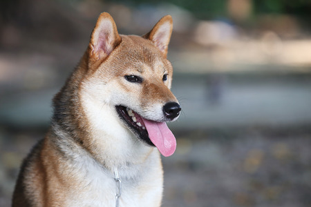 Shiba Inu dog waiting. Shiba inu japanese dog.の写真素材