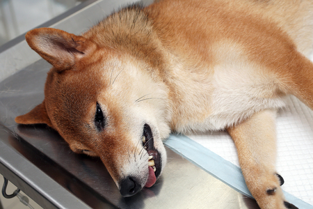 Dog anesthesia with veterinary treatment. Sick Shiba inu in the veterinary clinic. Anesthetic Shiba inu dog laying on the operating table.の写真素材