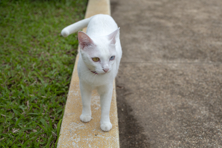 TitleWhite cat with two color eyes, blue and yellow eyes. (Khaomanee) Thai cat.の写真素材