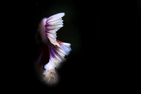 Movement siamese fighting fish with black background.の写真素材