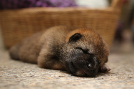 Close-up of a Newborn Shiba Inu puppy. Japanese Shiba Inu dog. Beautiful shiba inu puppy color brown and mom. 5 day old. Puppy on hand. Dog on basket.の写真素材