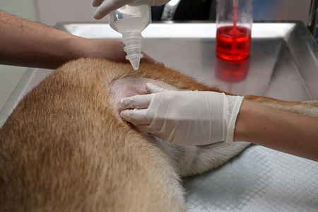 The veterinarian is cleaning the wound with salt water. Cleaning the wound before surgery. Vet cleaning wound to Shiba inu dog. Veterinarians giving water around the wound with the dog.の写真素材