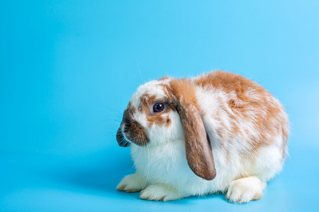Happy Easter Day. Fancy rabbit on blue background. Cute Fancy baby bunny on blue background.