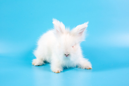 Happy Easter Day. White rabbit on blue background. Cute White baby bunny on blue background.