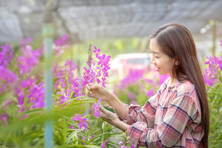 Happy Female farmers are harvesting orchid flowers for sale. Beautiful woman working in the orchid farm. Purple orchid in garden of thailand.の写真素材