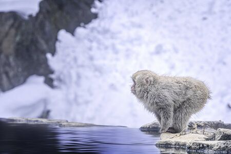 Travel Asia. Monkey jumping into the water. Japanese monkey are soaking in the onsen. Red-cheeked monkey. During winter, you can see monkeys soaking in a hot spring at Hakodate is popular in Japan.の写真素材
