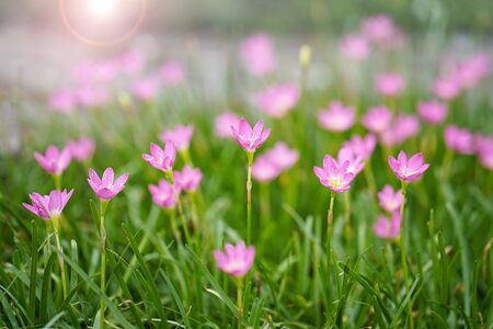 Lotus flower. Rain lily. Zephyranthes is a genus of temperate and tropical plants in the Amaryllis familyの写真素材