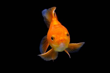 Goldfish isolated on black background. Orange golden fish isolated on black background. Thailand.の写真素材