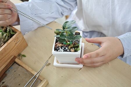 Girls are decorating a plant pot with stones and moss. girl are decorating succulent garden in plant pot. Succulent gardens in glass vases on wooden table. selective focus.の写真素材