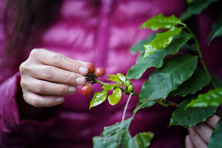 Coffee bean harvest season. A woman wearing a pink sweater collecting red coffee beans in a coffee...