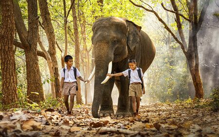 New generation mahout. Student little asian in uniform are raising elephants on walkway in forest. Student little asian boy with him elephant, Tha Tum District, Surin, Thailand.の写真素材