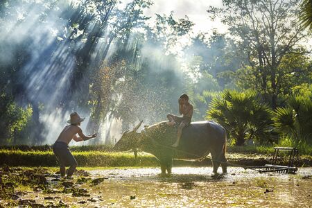 Farmers showering buffalo and children boy after plowing. The way of life of Southeast Asian people...