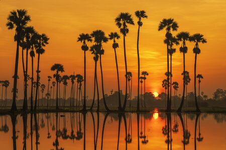 sugar palm and reflections in the rice fields at the end of the rainy season.の写真素材