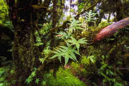 Fern that lives on the big trees in the rainforest Rain forest of Doi Inthanon. In Chiang Mai, Thailandの写真素材