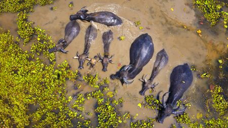 Eight buffalo families playing in the swamp. Buffalo in a mud pond. The Black buffalo is soaked in the waterway. Bird eye view.の写真素材
