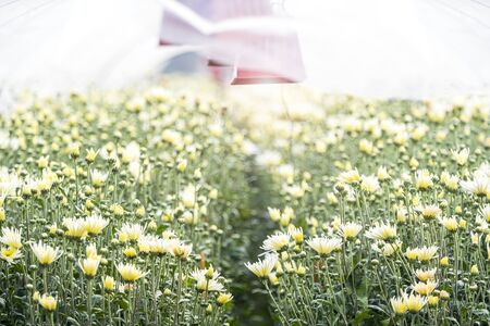 Flower greenhouse. Growing flower concept. Greenhouse with white chrysanthemums. Selective focus.の写真素材