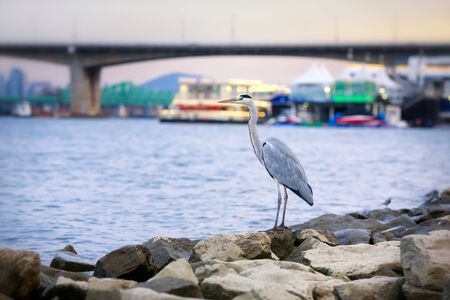 Evening light with egret or pelicans beside the Han River in South Korea