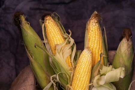 Corn in the basket. Close up yellow corn in Sack bag on bamboo basket.の写真素材