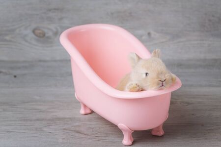 Rabbit in the bathtub placed on a wooden floor. Happy easter Fancy rabbit on a wooden background. Cute little rabbit on a pink bathtub. Rabbit that is cute and precise according to breed standardsの写真素材