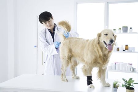 Veterinary concept. Veterinarian in the hospital. Vet examining Golden Retriever dog. Animal clinic. Pet check up and vaccination. Dog fever thermometer with digital thermometer.の写真素材