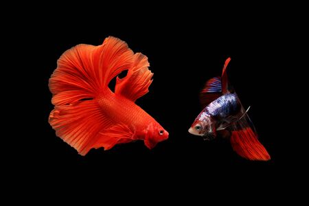 Siamese fighting fish isolated on black background. Fish three color. Betta Fish on black Background. Black isolate. Space for text.の写真素材