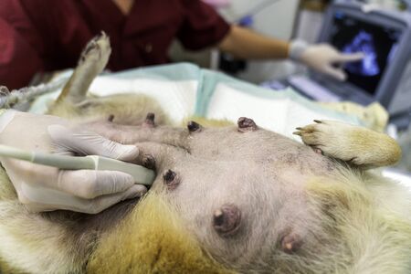 Veterinary. Veterinarian is doing ultrasound. The belly of a dog that is being ultrasound looking for a baby in the stomach. Veterinarian doing ultrasound and analyze healthy of animal.の写真素材