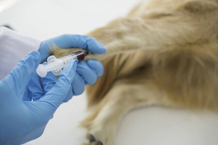 Veterinary. Medical intravenous IV tube in hospital. Veterinarian giving injection to dog in vet clinic. veterinarian giving injection with syringe in dog. Patients are vaccinated. Selective focus.の写真素材