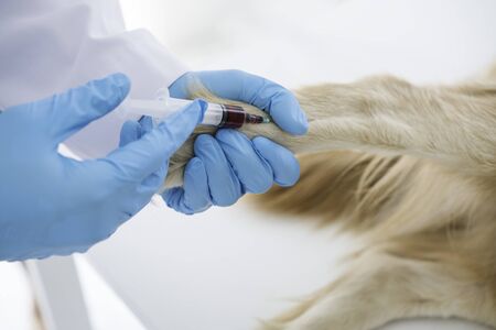 Veterinary. Veterinarian giving injection to dog in vet clinic. veterinarian giving injection with syringe in dog. Patients are vaccinated. The vet draws blood for examination.の写真素材