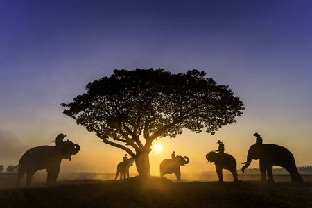 Elephant trainer and mahout with elephants walking to a tree during a sunrise silhouette. vintage style. The activities at Krapho, Tha Tum District, Surin, Thailand.の写真素材