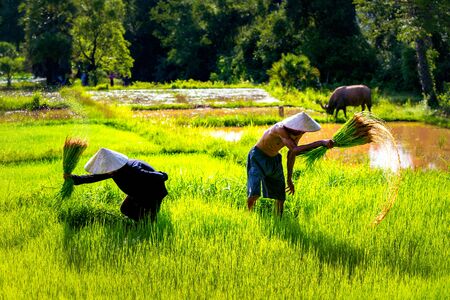 Lifestyle of Asian concept. Farmers farming on meadow terraces. Farmers shaking the soil from the seedlings of jasmine rice. The rice field countryside Thailandの写真素材