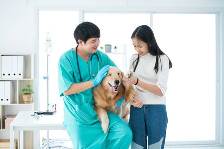 Vet are teaching how to observe and check the symptoms of dogs. Sick Golden Retriever dog in the veterinary clinic. The vet is checking the health of the Golden Retriever dog.の写真素材