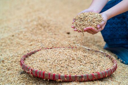 A girl is picking up rice in a rice warehouse. Jasmine rice of Thailand.の写真素材