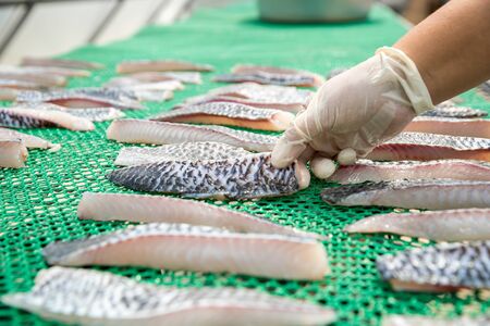 Food preservation by fish drying. Dried Tilapia. Food processing of fishermen in Thailand