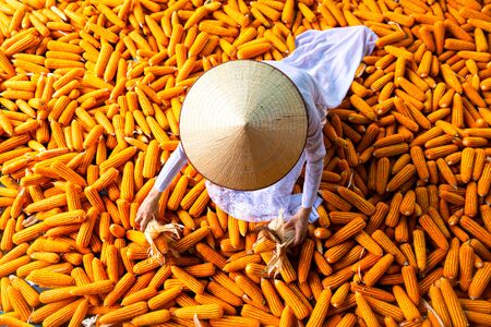 Vietnamese women wearing hats and selecting corns