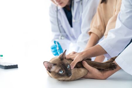 Veterinary concept. Veterinarian is doing syringe to check for blood. Analyze healthy of cat. Patients are vaccinated. Asian.の写真素材