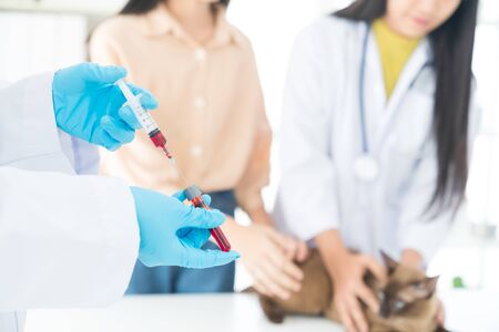Veterinary concept. Veterinarian is doing syringe to check for blood. Analyze healthy of cat. Patients are vaccinated.の写真素材