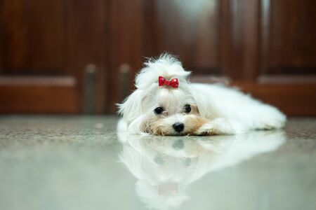 The Maltese dog is lying at the front door. Maltese with a ribbon.の写真素材